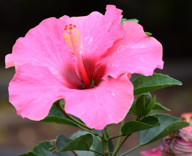 Photo macro shot of pink flower