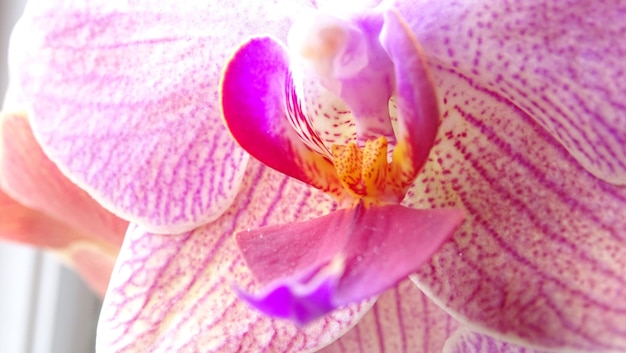 Macro shot of pink flower