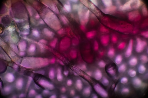 Photo macro shot of pink flower