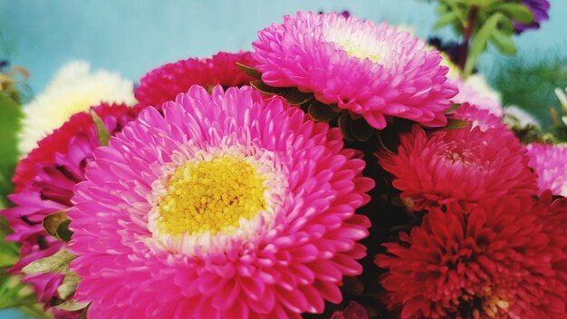 Photo macro shot of pink flower