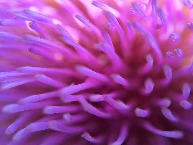 Macro shot of pink flower