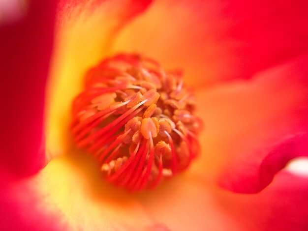 Макро снимок розового цветка