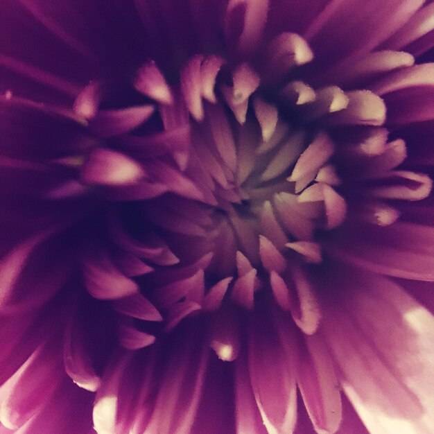 Macro shot of pink flower