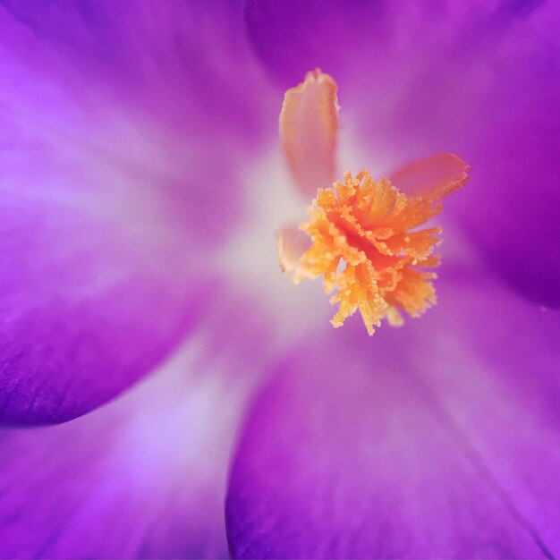 Foto scatto macro di fiore rosa