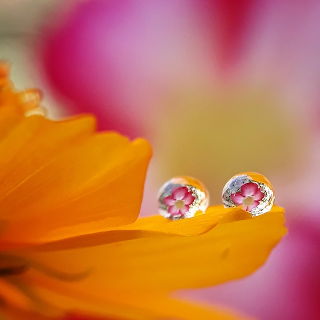 Macro shot of pink flowering plant