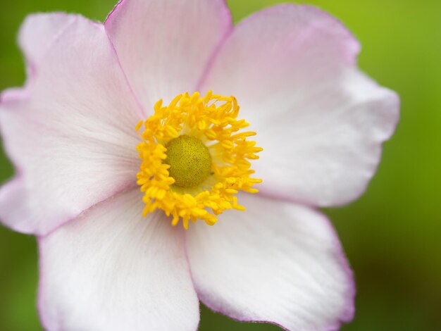 Macro shot of a pink Japanese anemone flower blooming at a garden in spring