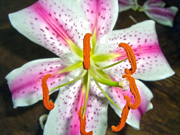 Macro shot of pink lily