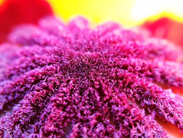 Photo macro shot of pink poppy flower head