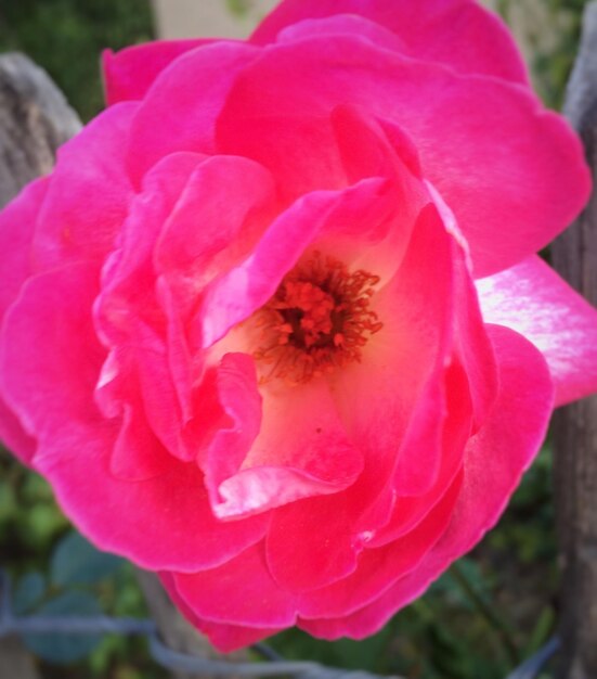 Foto scatto macro di fiore di rosa rosa