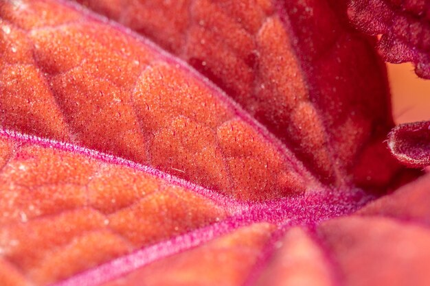 Photo macro shot of pink rose flower