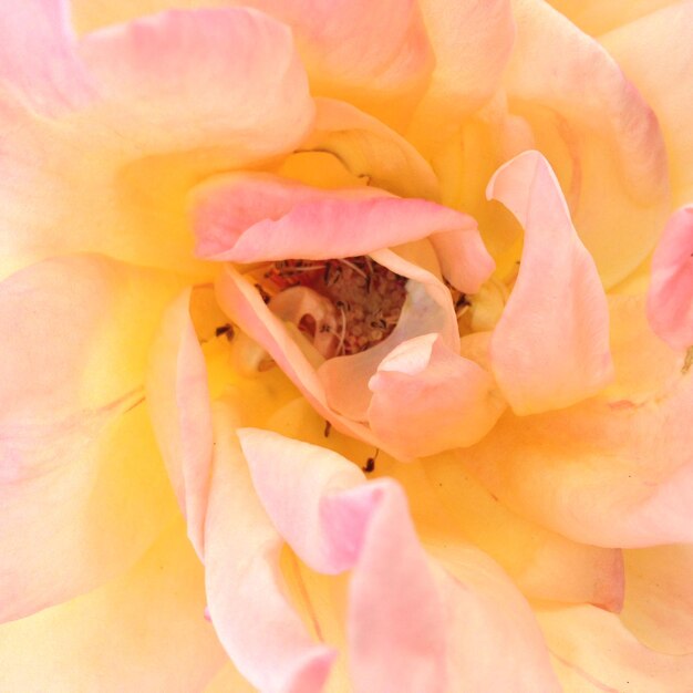 Foto scatto macro di rosa rosa