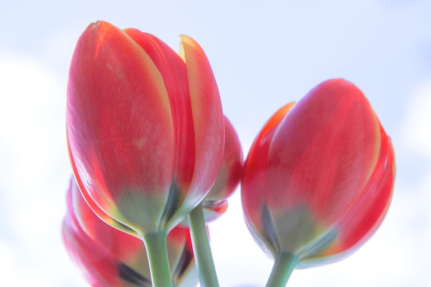Macro shot of pink tulips against white background