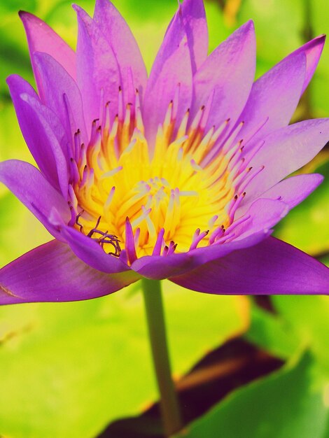 Macro shot of pink waterlily