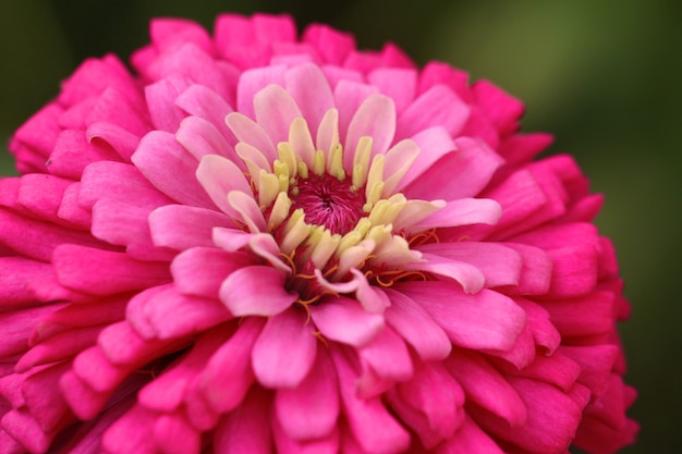 Photo macro shot of pink zinnia flower