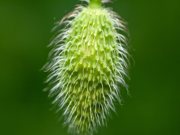 Macro shot of a plant