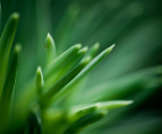 Macro shot of plants growing outdoors