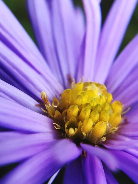 Macro shot of purple flower