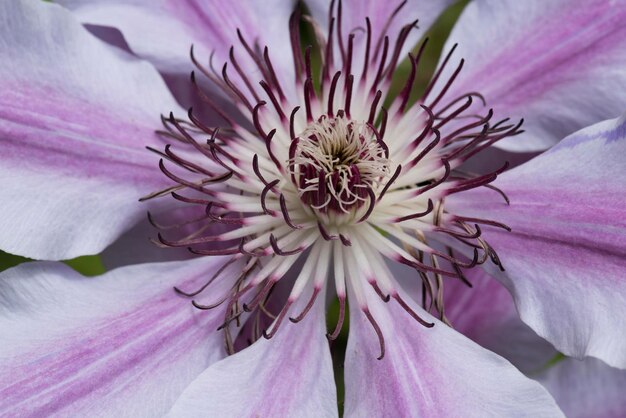 Macro shot of purple flower