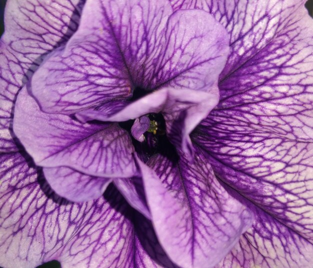 Photo macro shot of purple flower