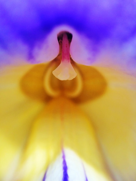 Foto macro colpo di fiore viola