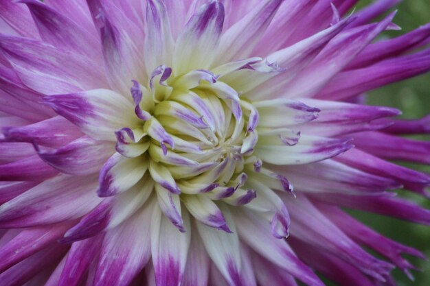 Macro shot of purple flower