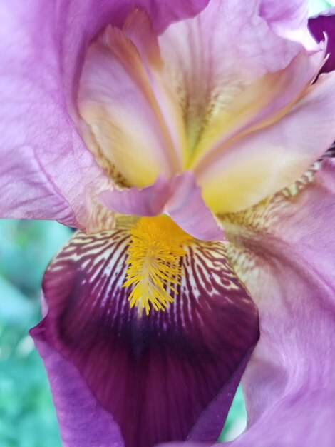 Macro shot of purple flower