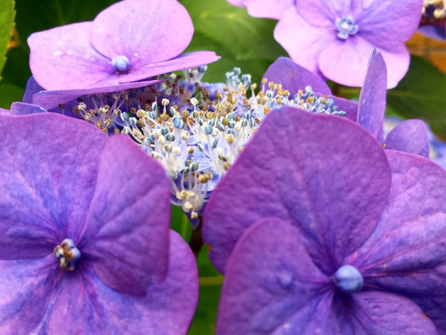 Macro shot of purple flower