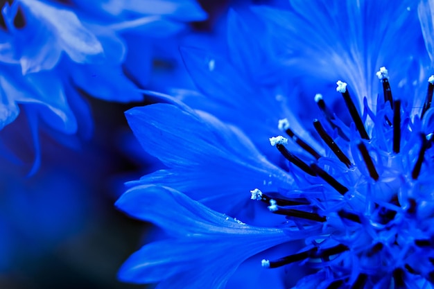 Photo macro shot of purple flowering plant