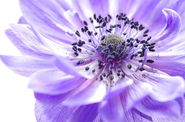 Macro shot of purple flowering plant