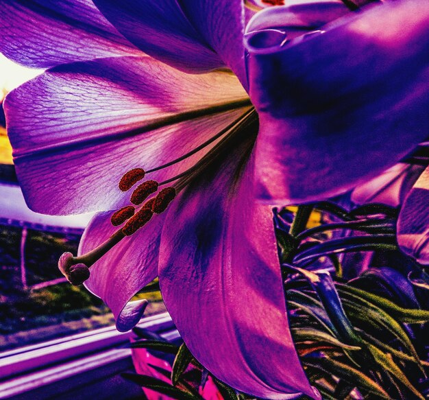 Macro shot of purple lily flower