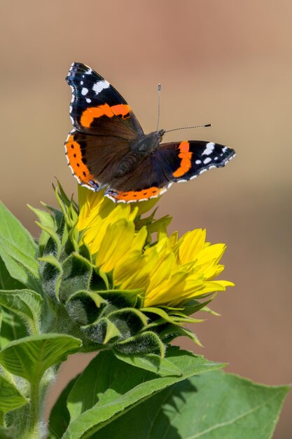 Macro shot of a red admiral butterfly on a yellow flower in a garden