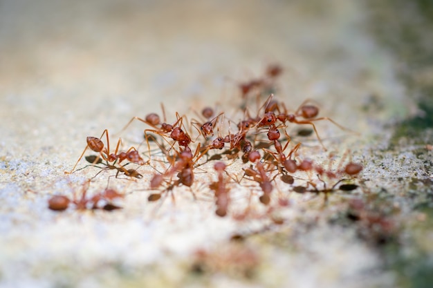 Photo macro shot red ant animal