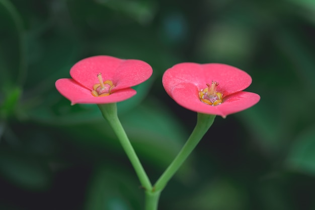 露の雨水滴と庭に咲く赤いユーフォルビアミリイの花のマクロ撮影。