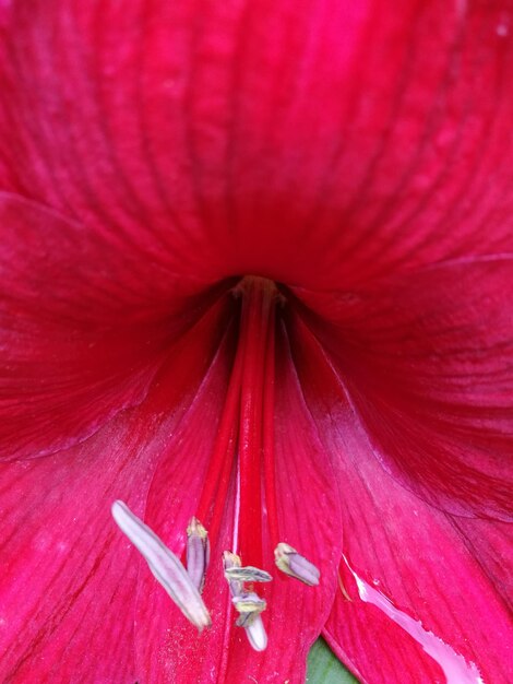 Macro shot of red flower