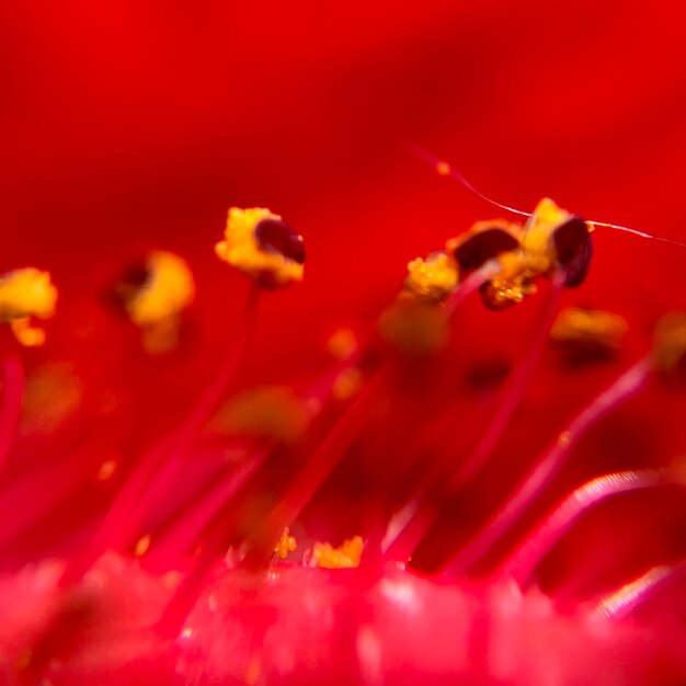 Macro shot of red flowering plant