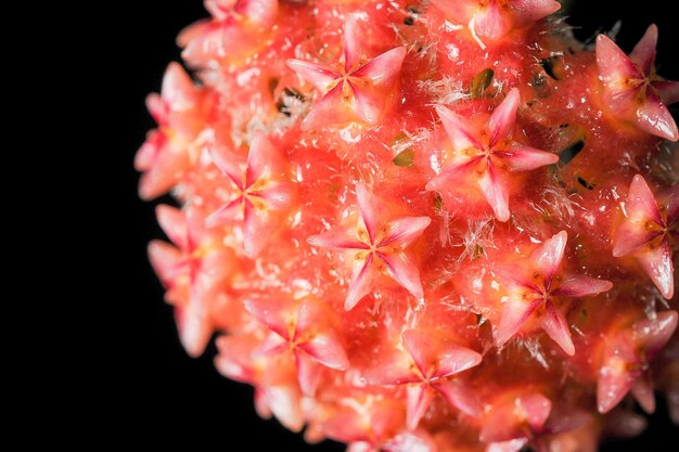 Photo macro shot of red hoya flower