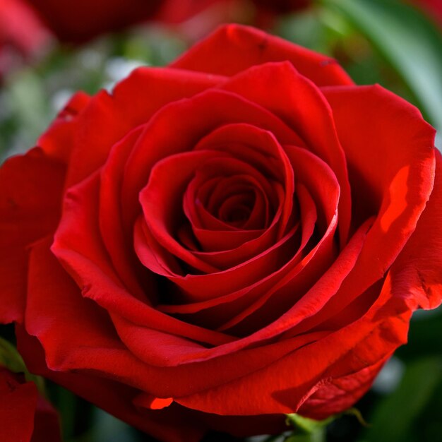 Macro shot of red rose