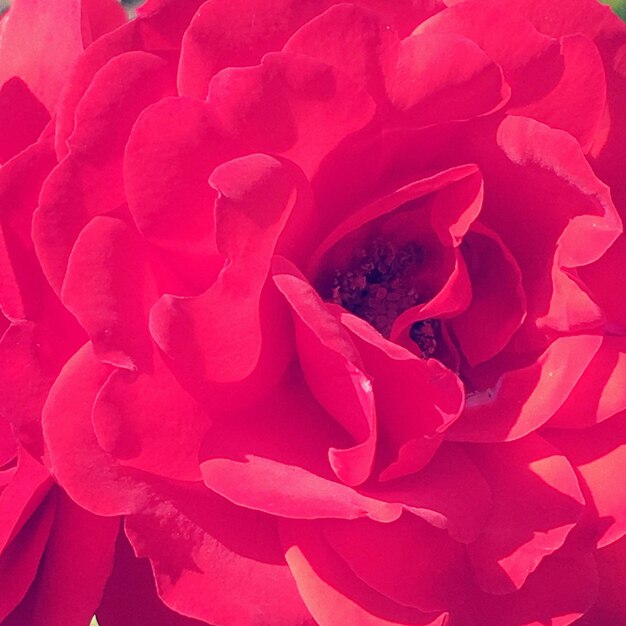 Macro shot of red rose