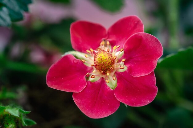 赤いイチゴの花のマクロ撮影