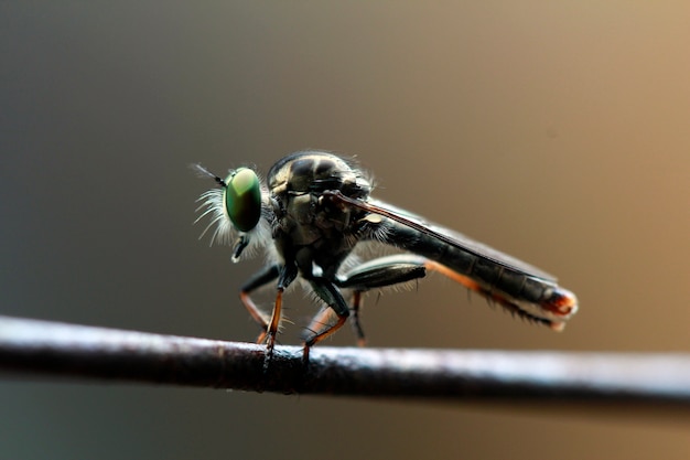 macro shot of a robber fly as it eats the insect