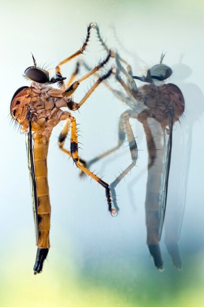 Foto scatto macro della mosca del rapinatore sul vetro