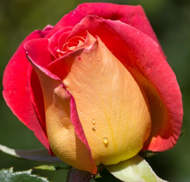 Photo macro shot of rose bud