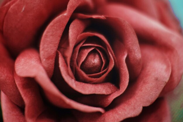 Macro shot of rose