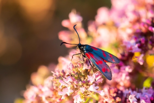 Macro shot of small butterfly in red dots sitting on the flower