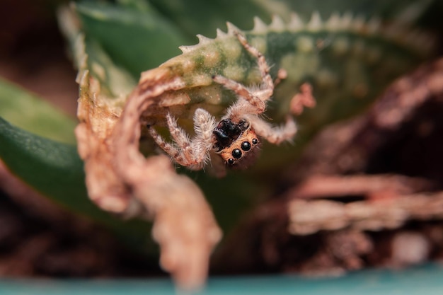 Macro shot of a small spider on an aloe vera leaf