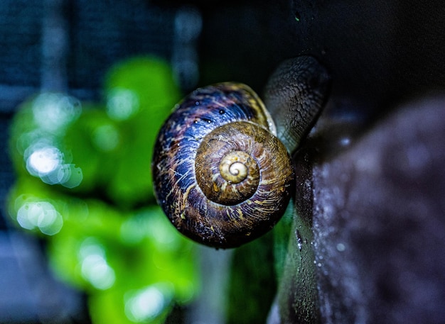 Macro shot of a snail on the wall with a blurred background