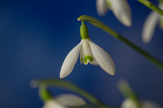 Macro shot of a snowdrop bloom White snowdrops growing in early spring on a sunny day