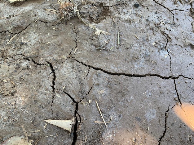 Photo macro shot of soil or dry leaves