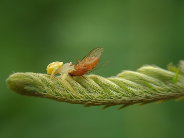 Photo macro shot of spider hunting insect on leaf