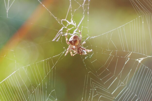 Macro shot of spider on web